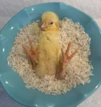 Miniatura